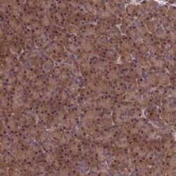 LCMT1 Antibody, Novus Biologicals:Antibodies:Primary Antibodies