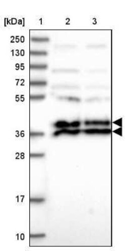 LCMT1 Antibody, Novus Biologicals:Antibodies:Primary Antibodies