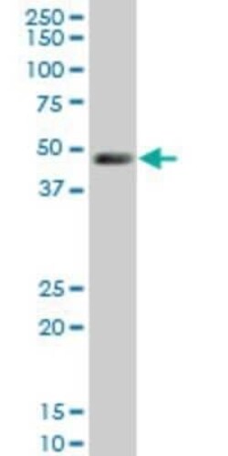 LDB1 Antibody (2G9), Novus Biologicals 0.1 mg | Buy Online | Novus Biologicals | Fisher Scientific