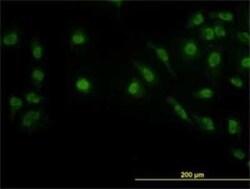 LDB2 Antibody (1A3), Novus Biologicals 0.1 mg | Buy Online | Novus Biologicals | Fisher Scientific