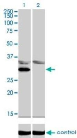 LDB3 Antibody (3C8), Novus Biologicals 100 &mu;g | Buy Online | Novus Biologicals | Fisher Scientific