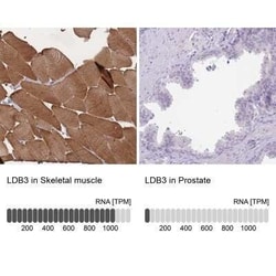 LDB3 Antibody, Novus Biologicals:Antibodies:Primary Antibodies
