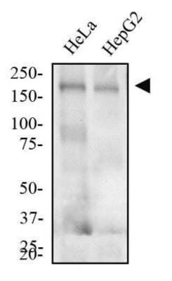 LDLR Antibody (C7) - Azide and BSA Free, Novus Biologicals 0.1 mL; Unconjugated:Antibodies,