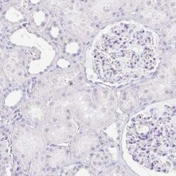 LDLRAD1 Antibody, Novus Biologicals 25 &mu;L, Unconjugated:Antibodies,