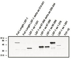 LEF1 Antibody (1C3), Novus Biologicals 100&mu;g:Antibodies, Monoclonal