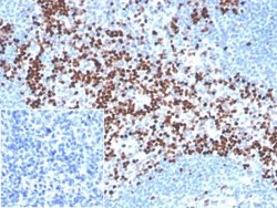 LEF1 Rabbit anti-Human, Clone: LEF1/341R, Novus Biologicals 20 &mu;g; Unconjugated:Antibodies,