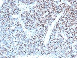 LEF1 Rabbit anti-Human, Clone: LEF1/341R, Novus Biologicals 20 &mu;g; Unconjugated:Antibodies,