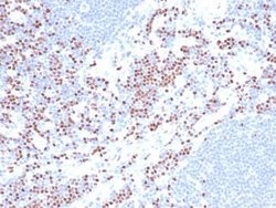 LEF1 Antibody (LEF1/422R) - Azide and BSA Free, Novus Biologicals 100 &mu;g | Buy Online | Novus Biologicals | Fisher Scientific