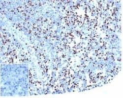 LEF1 Mouse anti-Human, Clone: rLEF1/6906, Novus Biologicals 20 &mu;g | Buy Online | Novus Biologicals | Fisher Scientific