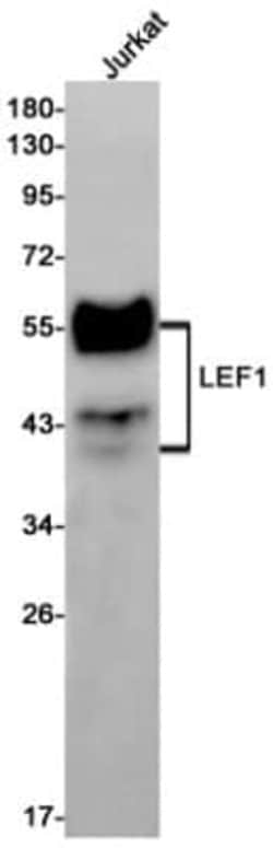 LEF1 Antibody (S02-3A4), Novus Biologicals 100 &mu;g; Unconjugated:Antibodies,
