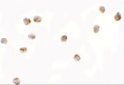 LEMD2 Antibody - BSA Free, Novus Biologicals 0.1 mg; Unconjugated:Antibodies,