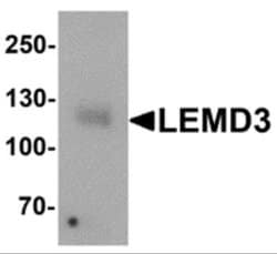LEMD3 Antibody - BSA Free, Novus Biologicals 0.1 mg | Buy Online | Novus Biologicals | Fisher Scientific