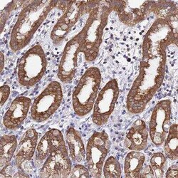 LENG1 Antibody, Novus Biologicals 0.1 mL | Buy Online | Novus Biologicals | Fisher Scientific