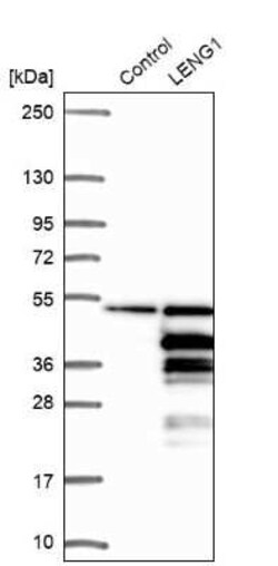 LENG1 Antibody, Novus Biologicals 0.1 mL | Buy Online | Novus Biologicals | Fisher Scientific