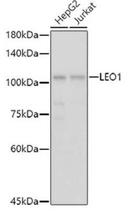LEO1 Rabbit anti-Human, Mouse, Rat, Polyclonal, Novus Biologicals 100 &mu;g | Buy Online | Novus Biologicals | Fisher Scientific