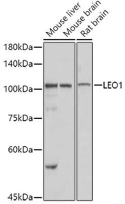 LEO1 Rabbit anti-Human, Mouse, Rat, Polyclonal, Novus Biologicals 100 &mu;g | Buy Online | Novus Biologicals | Fisher Scientific