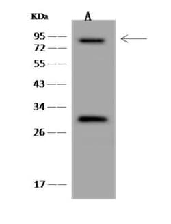 LEPREL1 Antibody, Novus Biologicals:Antibodies:Primary Antibodies