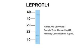 LEPROTL1 Rabbit anti-Human, Polyclonal, Novus Biologicals 0.1 mL | Buy Online | Novus Biologicals | Fisher Scientific