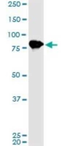 LETM1 Antibody (2C6), Novus Biologicals 0.1 mg | Buy Online | Novus Biologicals | Fisher Scientific