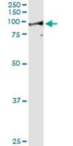 LETM1 Antibody (6F7), Novus Biologicals 0.1 mg | Buy Online | Novus Biologicals | Fisher Scientific
