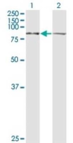 LETM1 Antibody (6F7), Novus Biologicals 0.1 mg | Buy Online | Novus Biologicals | Fisher Scientific