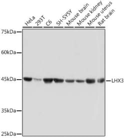 LHX3 Rabbit anti-Human, Mouse, Rat, Clone: 0F3J8, Novus Biologicals:Antibodies:Primary