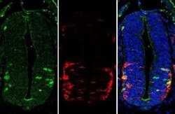 LHX3 Antibody, Novus Biologicals 100 &mu;g | Buy Online | Novus Biologicals | Fisher Scientific