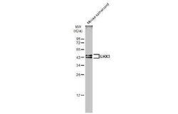 LHX3 Antibody, Novus Biologicals 100 &mu;g | Buy Online | Novus Biologicals | Fisher Scientific