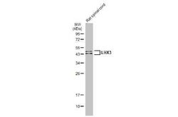 LHX3 Antibody, Novus Biologicals 100 &mu;g | Buy Online | Novus Biologicals | Fisher Scientific