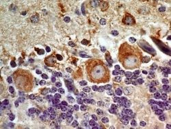 LIF Antibody (39N7D10) - Azide and BSA Free, Novus Biologicals 0.1 mg;