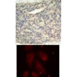 LIM Kinase 1/2, p Thr508 Antibody - BSA Free, Novus Biologicals 0.025 mg:Antibodies,