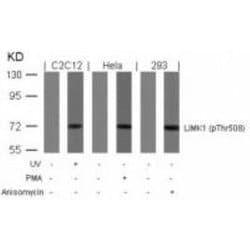 LIM Kinase 1/2, p Thr508 Antibody - BSA Free, Novus Biologicals 0.025 mg:Antibodies,