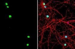 LIM1 Antibody, Novus Biologicals 100 &mu;g | Buy Online | Novus Biologicals | Fisher Scientific