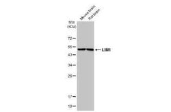 LIM1 Antibody, Novus Biologicals 100 &mu;g | Buy Online | Novus Biologicals | Fisher Scientific