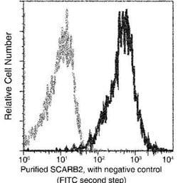 LIMPII/SR-B2 Rabbit anti-Mouse, Clone: 52, Novus Biologicals:Antibodies:Primary