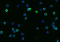 LIMPII/SR-B2 Rabbit anti-Mouse, Clone: 52, Novus Biologicals:Antibodies:Primary