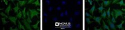 LIN-28A Antibody, Novus Biologicals:Antibodies:Primary Antibodies