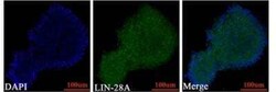 LIN-28A Antibody, Novus Biologicals:Antibodies:Primary Antibodies