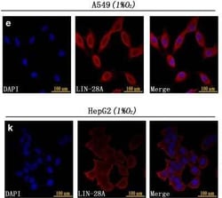 LIN-28A Antibody, Novus Biologicals:Antibodies:Primary Antibodies