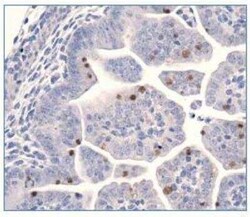LIN-28A Antibody, Novus Biologicals:Antibodies:Primary Antibodies