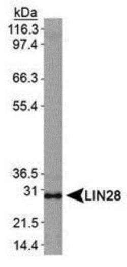 LIN-28A Antibody, Novus Biologicals:Antibodies:Primary Antibodies