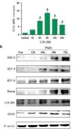 LIN-28A Antibody, Novus Biologicals:Antibodies:Primary Antibodies