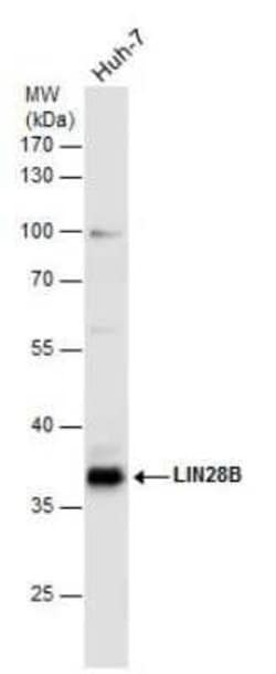 LIN-28B Antibody, Novus Biologicals 100 &mu;g; Unconjugated:Antibodies,