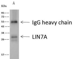 LIN7 Antibody, Novus Biologicals 100 &mu;g; Unconjugated:Antibodies, Polyclonal