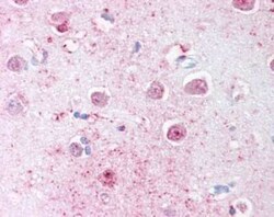 LINGO-1 Antibody - BSA Free, Novus Biologicals 0.05 mL | Buy Online | Novus Biologicals | Fisher Scientific