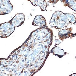 LMAN1 Rabbit anti-Human, Mouse, Rat, Clone: 3A1X6, Novus Biologicals 20