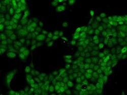 LMBRD2 Antibody, Novus Biologicals 50 &mu;g; Unconjugated:Antibodies, Polyclonal