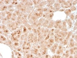 LMO2 Antibody (rLMO2/1971) - Azide and BSA Free, Novus Biologicals 100 &mu;g | Buy Online | Novus Biologicals | Fisher Scientific