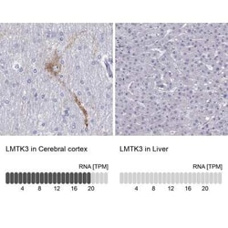LMTK3 Antibody, Novus Biologicals:Antibodies:Primary Antibodies