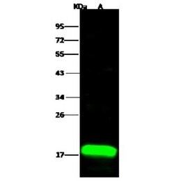 LMW-PTP/ACP1 Antibody, Novus Biologicals 50 &mu;g; Unconjugated:Antibodies,